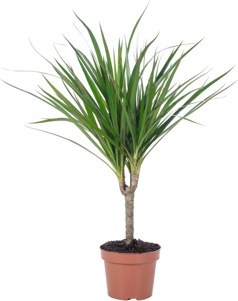 Drachenbaum - pflegeleichte Zimmerpflanze, Dracaena Marginata