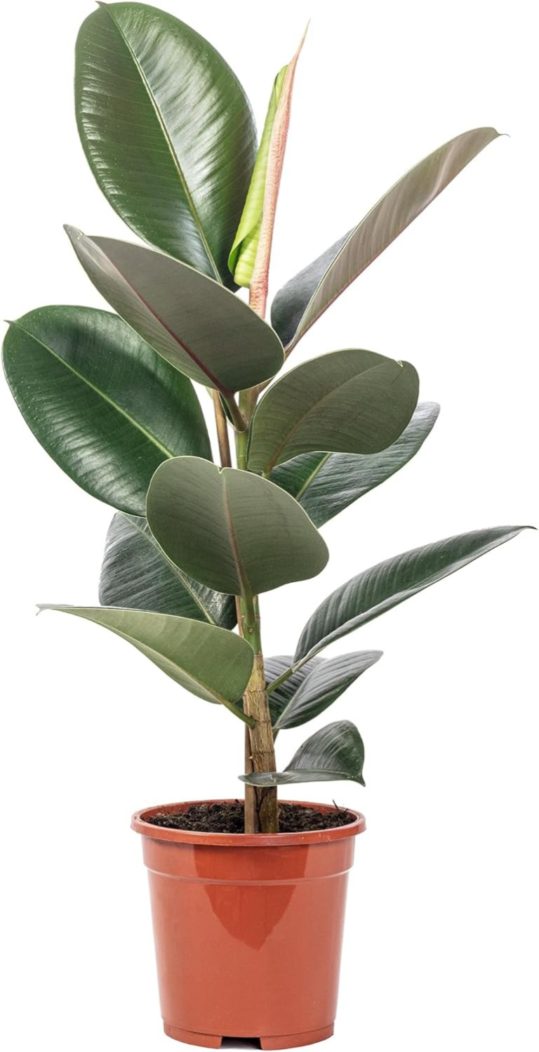 Gummibaum große Zimmerpflanze