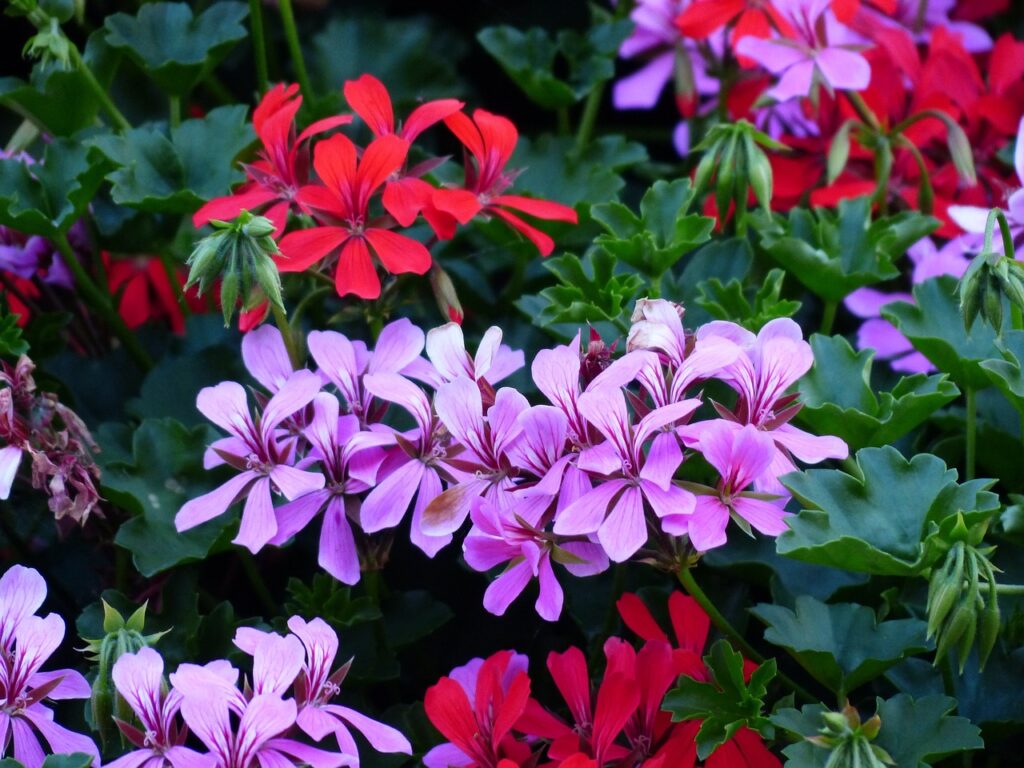 flower, blossoms, geraniums