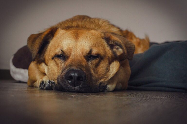 dog, puppy, pet