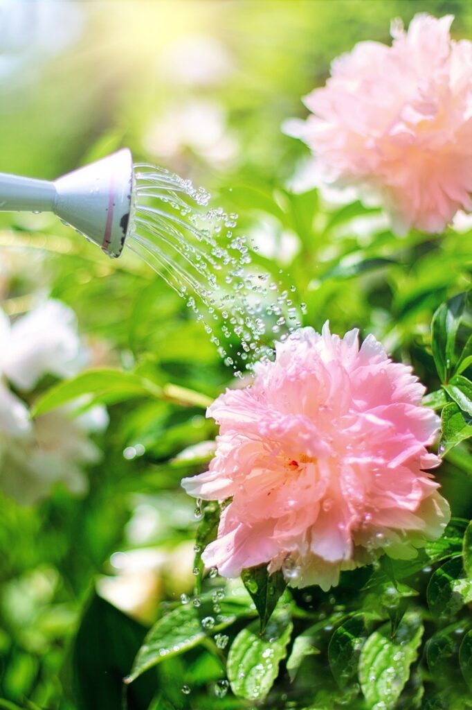 watering, flowers, peonies