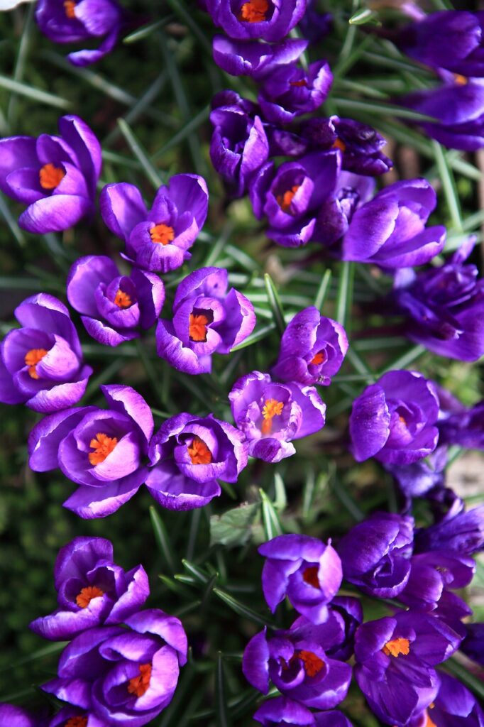 krokusse, blumen, lila blueten