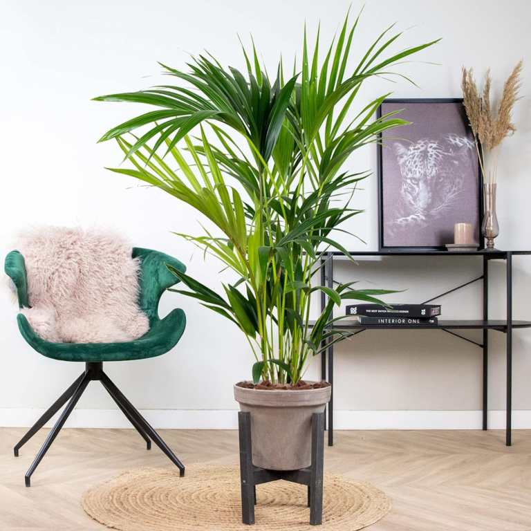 Bloomique - Howea Forsteriana - Kentia Palme - Zimmerpflanzen - Pflegeleicht -