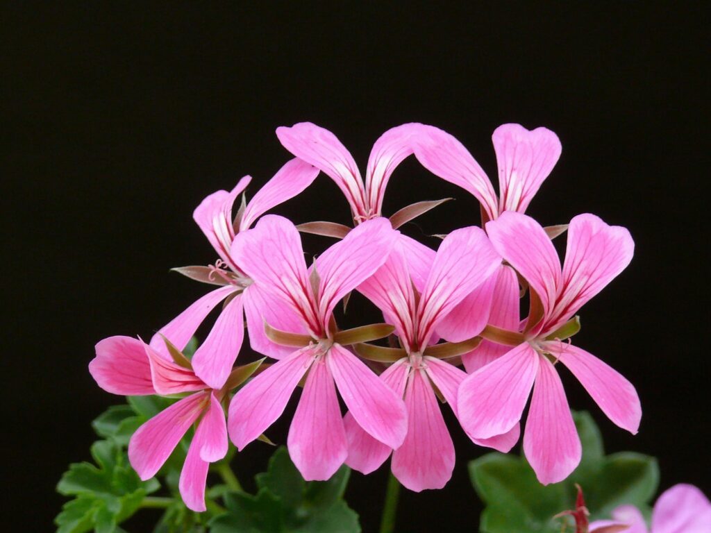 Close-up of beautiful pink ivy leaf geranium flowers against a dark background.