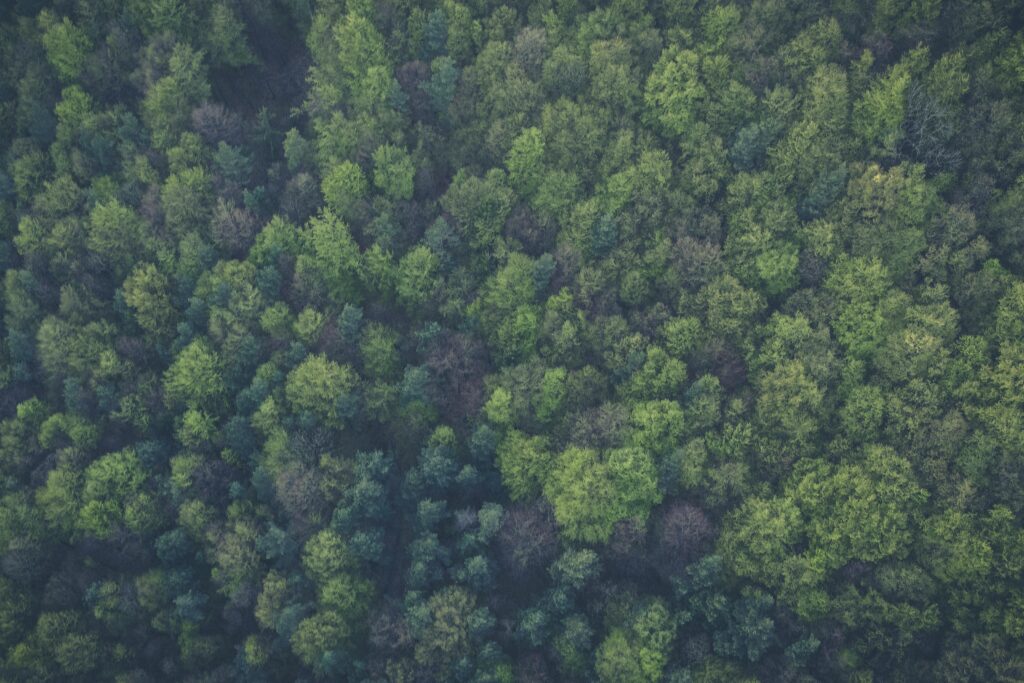 Ein dichter, lebendiger Wald, der von oben gesehen wird und üppig grünes Laub und natürliche Schönheit zeigt.