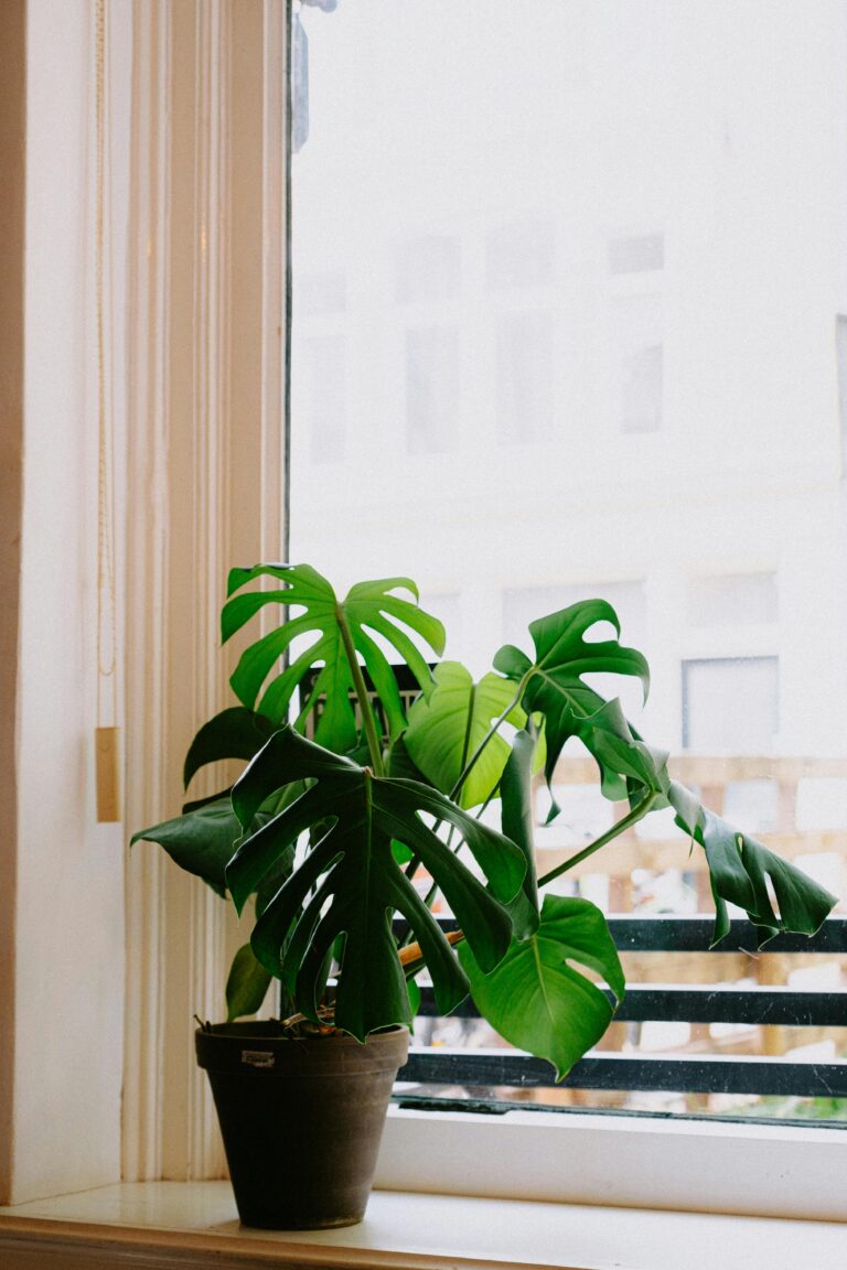 Lush green monstera plant in a flowerpot by a sunlit window on a windowsill.