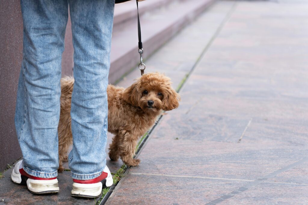 Entzückender Welpe an der Leine, der neugierig neben seinem Besitzer in Jeans im Freien schaut.