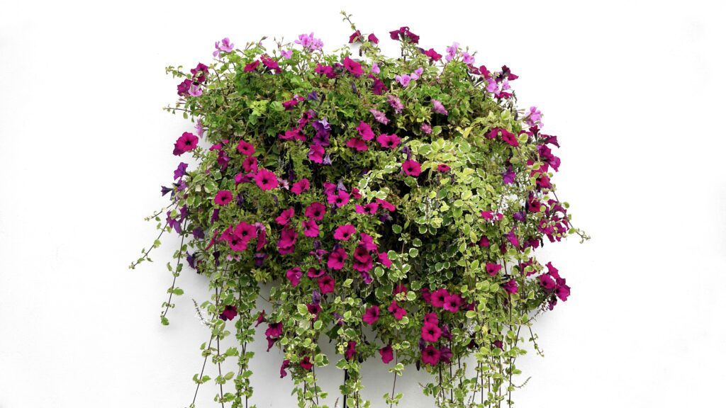 Colorful hanging flower basket against a white background, showcasing purple and green tones.