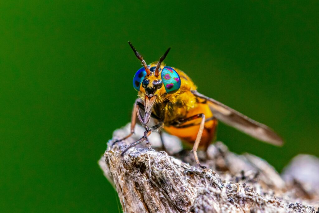 Vibrant macro image of a deer fly with colorful eyes and striking details on a natural backdrop.