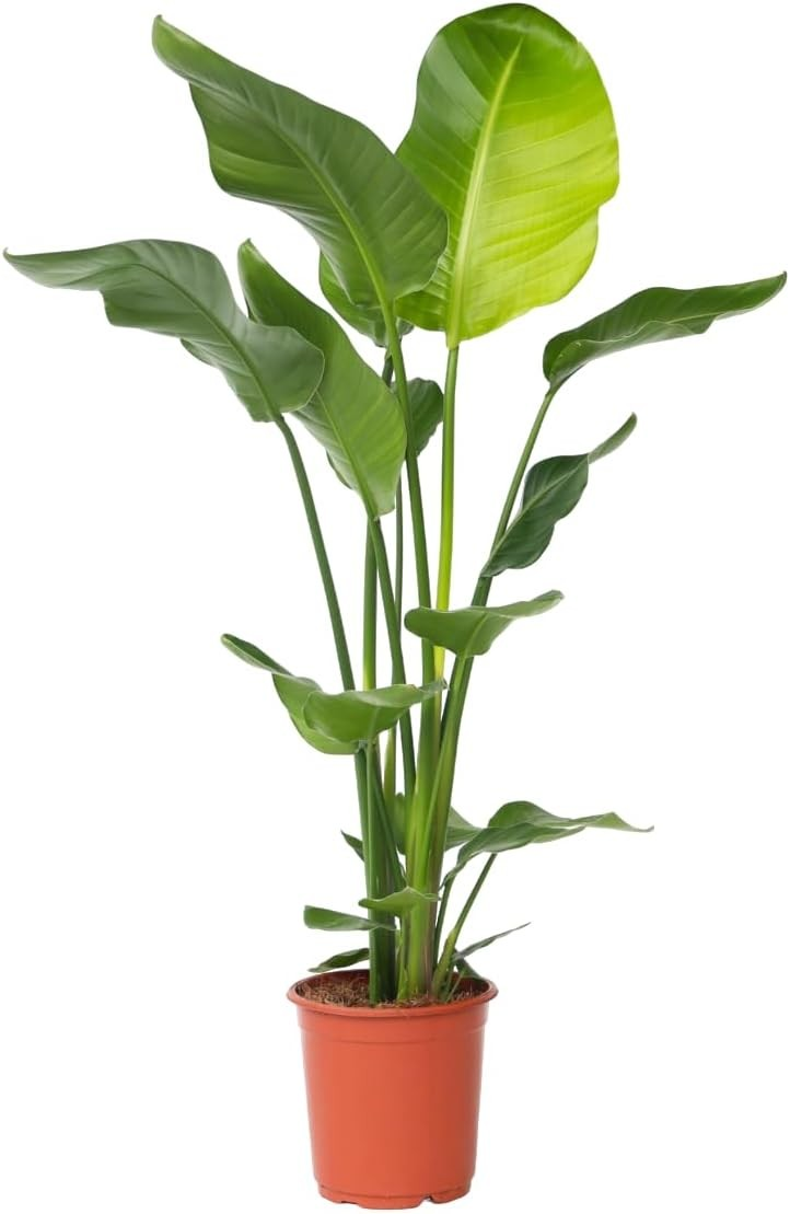 Plant in a Box - Strelitzia Nicolai -