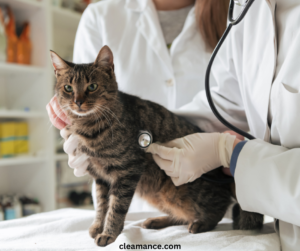Eine Katze beim Artzt, Katze hustet