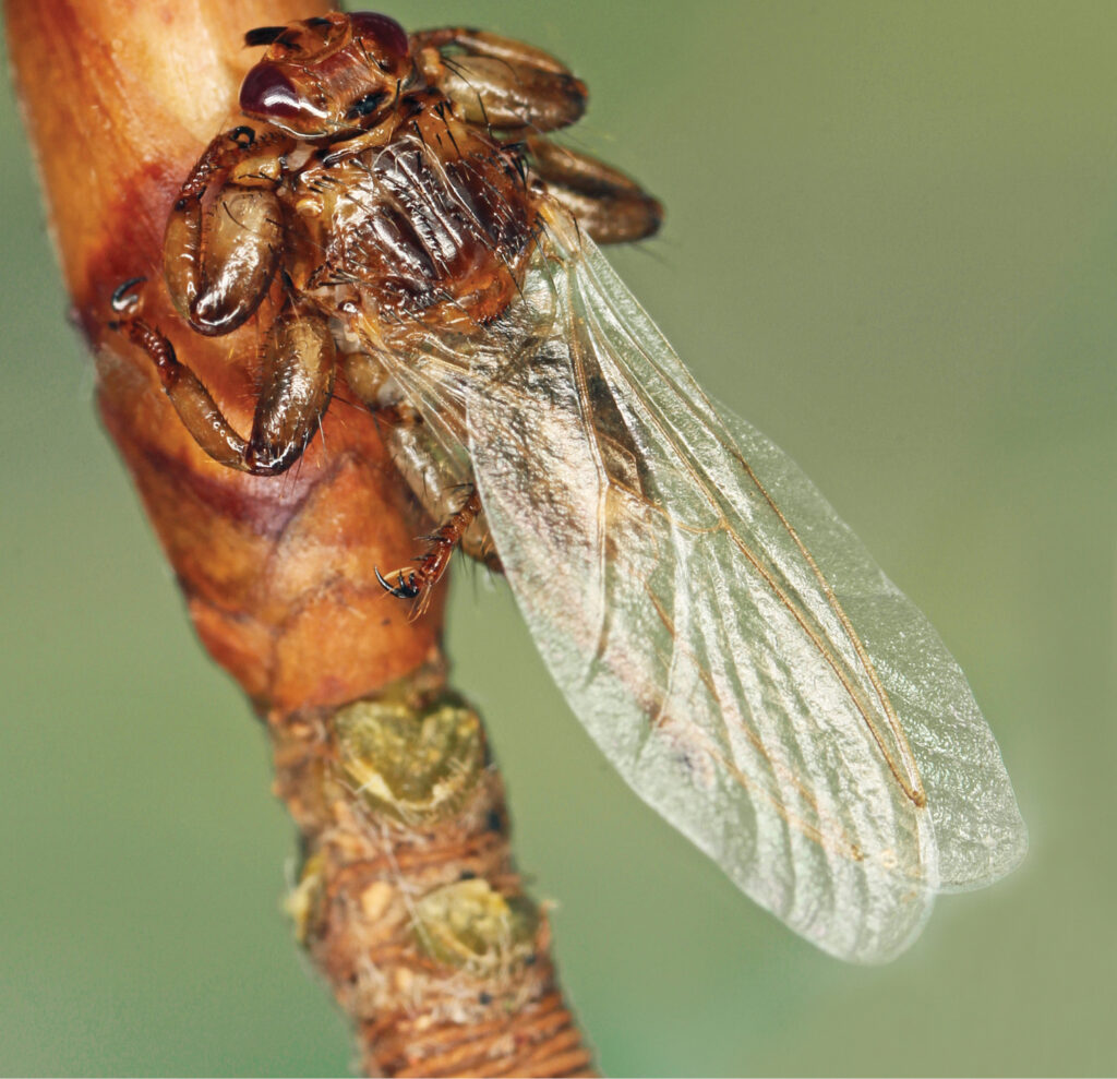 Lipoptena cervi (10.3897 zookeys.862.25992) Figure 2
