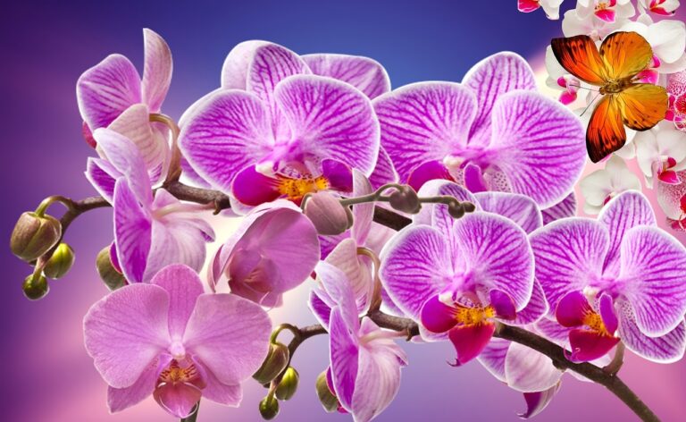 orchids, flowers, garden,Orchidee