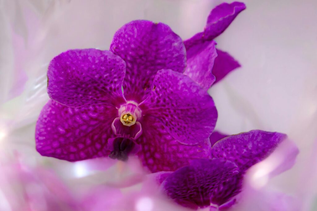 Close-up image of a vibrant purple orchid blossom with soft-focus effect.