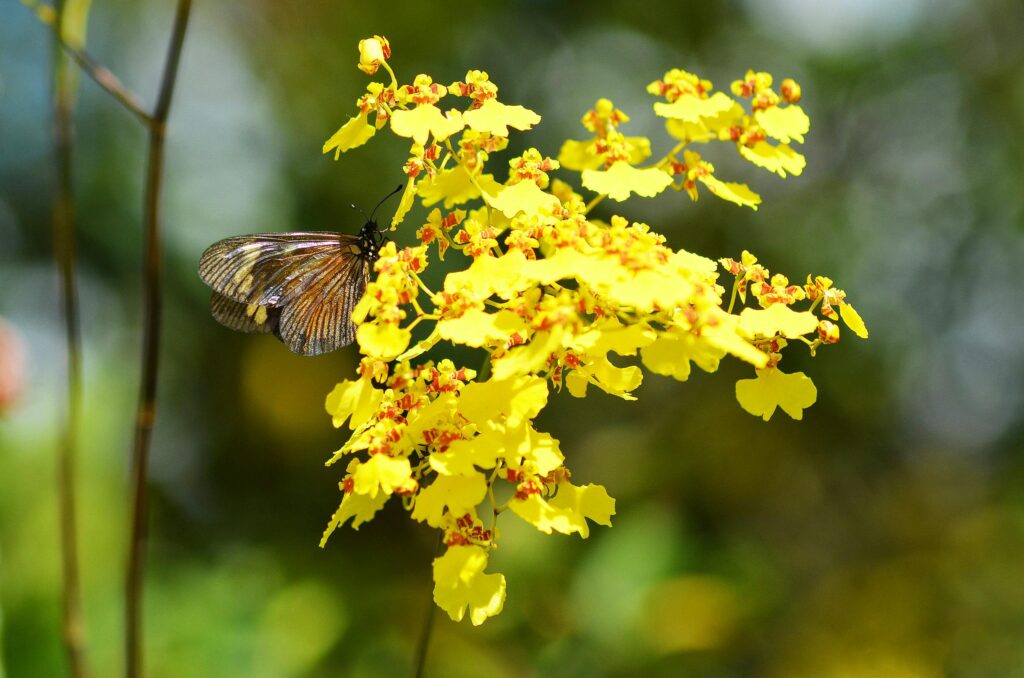Macro image of a butterfly perched on vibrant yellow Oncidium orchids in full bloom, Orchidee