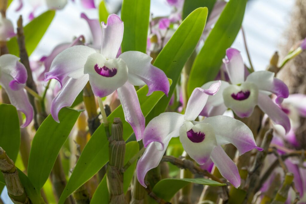 Vibrant close-up of white orchids with purple accents, capturing their natural beauty and freshness, Orchidee