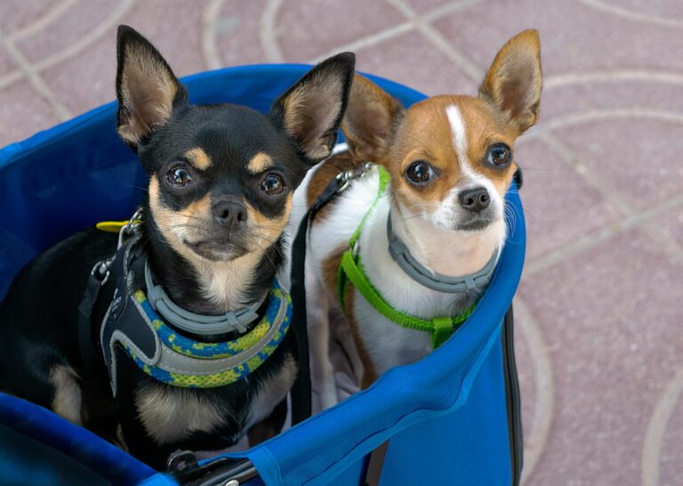 Two cute Chihuahua sitting in a blue basket, enjoying an outdoor setting.