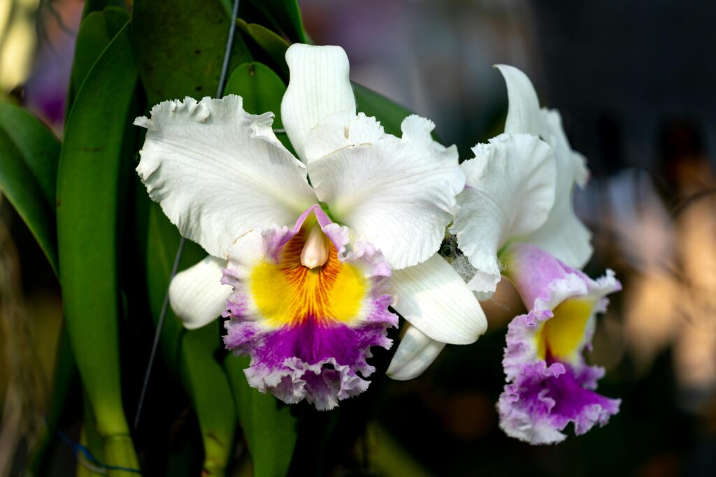 Close-up of a striking white orchid with purple and yellow accents, showcasing intricate petal details.
